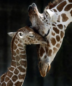 giraffe-baby-with-mother